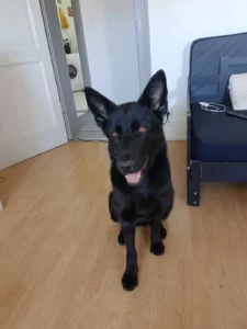 Raika, Berger Allemand à poil court entièrement noir, assise sur un sol en parquet dans un intérieur lumineux, la tête légèrement inclinée et les oreilles dressées.