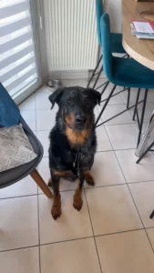 Phobos, un chien Beauceron au pelage noir et feu, assis et attentif dans une cuisine carrelée sous une table entourée de chaises bleu canard.