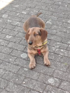 Rick, petit chien type Teckel mix au pelage brun, portant un harnais rouge et un collier jaune, couché sur un chemin pavé extérieur.