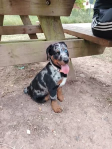Athyla, une jeune chienne Beauceron arlequin au pelage mérle noir et gris, une patte avant posée sur un sol de terre, assise sous une table en bois avec la langue tirée.