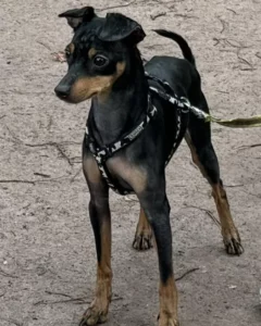 Guizmo, petit chien type Pinscher nain au pelage noir et feu, debout et attentif sur un chemin de terre, portant un harnais noir à motifs blancs.