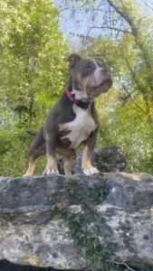 Queen, American Bully au pelage gris-bleu et blanc, debout sur un gros rocher en extérieur, les muscles saillants et le regard assuré.