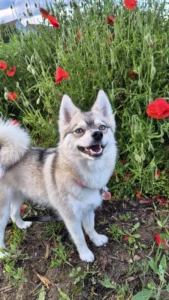 Taylie, un Pomsky au pelage crème et gris clair, debout dans un champ de coquelicots avec un collier rose et un médaillon.
