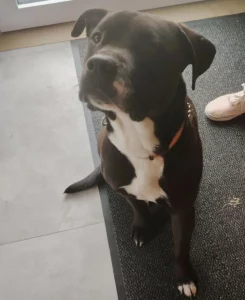 Titus, chien croisé noir et blanc, assis devant une porte-fenêtre sur un tapis gris foncé, regard attentif et calme.