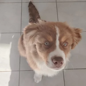 Vaiko, chiot Berger Australien rouge merle, vu de dessus sur un carrelage clair, le regard vif et la langue légèrement sortie.