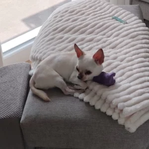 Vivaldi, Chihuahua blanc crème, allongé sur un plaid moelleux près d’une baie vitrée, son regard doux tourné vers la lumière.