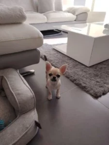 Chihuahua debout sur le carrelage dans un salon moderne à Strasbourg