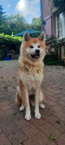 Chien de type Akita assis calmement dans une cour pavée à Strasbourg