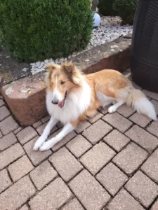 Chien Collie allongé et détendu sur des pavés dans un jardin