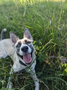 Chien au pelage clair souriant dans l’herbe pendant une balade en Alsace