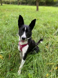 Chienne Border Collie croisée Lévrier en séance d’éducation canine à Strasbourg