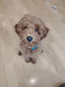 Chiot de 3 mois en séance d’éducation canine à Strasbourg
