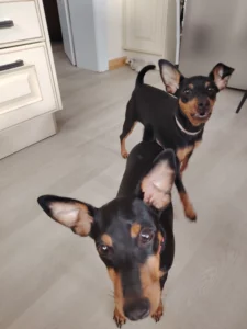 Deux chiens Pinscher, frère et sœur, en éducation canine en Alsace