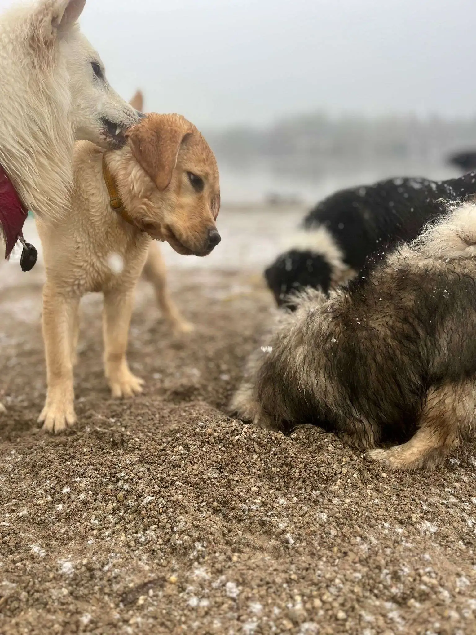 balade collective chiens Alsace socialisation groupe EduWouaf