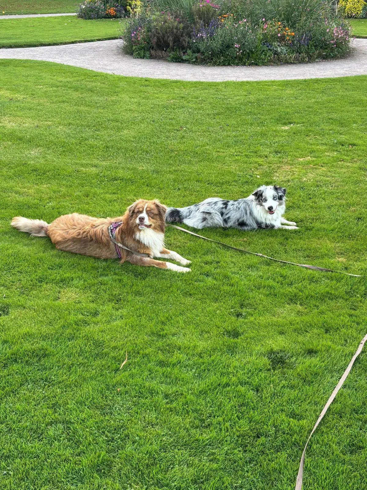 chien calme et à l’écoute après éducation canine en Alsace