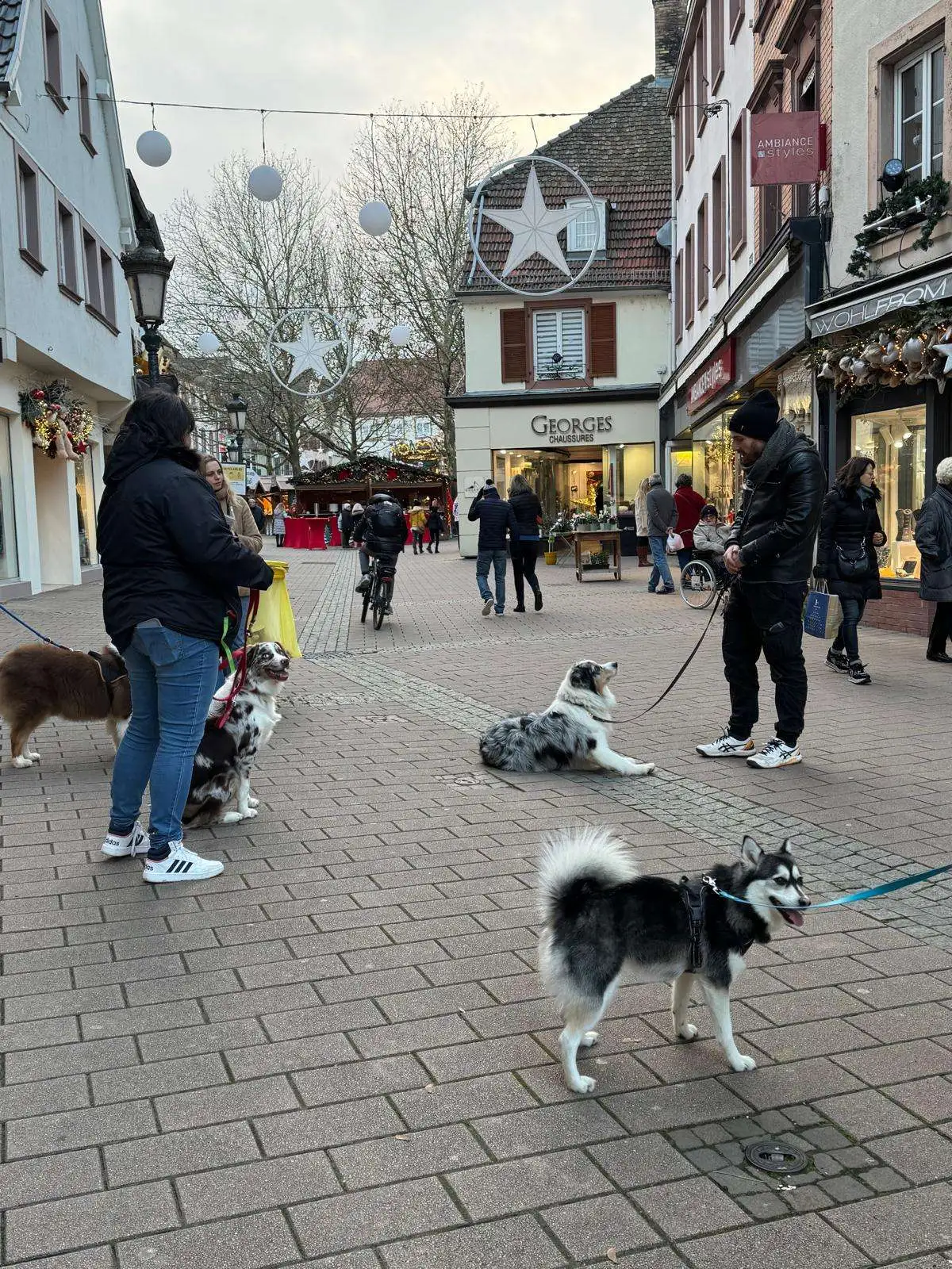 éducation chien Strasbourg socialisation en ville avec plusieurs chiens EduWouaf